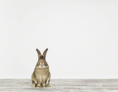 BunnyNo1-480x374